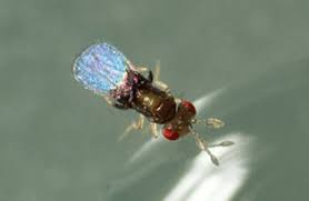 Attēlu rezultāti vaicājumam “Trichia flavicoma”