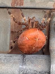Attēlu rezultāti vaicājumam “Araneus diadematus juvenile”