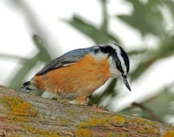 Image result for Sitta canadensis