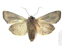 Attēlu rezultāti vaicājumam “Lacanobia suasa”