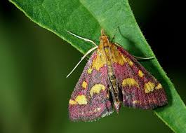 Attēlu rezultāti vaicājumam “Pyrausta purpuralis”