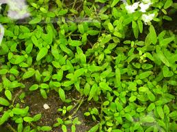 Attēlu rezultāti vaicājumam “Elatinaceae”