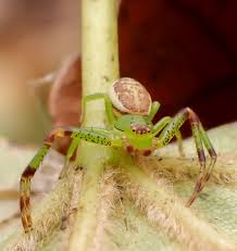 Attēlu rezultāti vaicājumam “Diaea dorsata male”