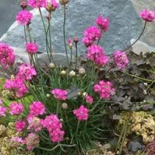 Attēlu rezultāti vaicājumam “Enteridium variabile”