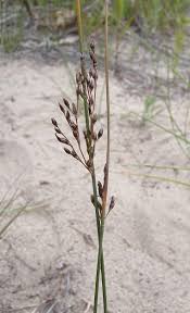 Attēlu rezultāti vaicājumam “Juncus balticus”