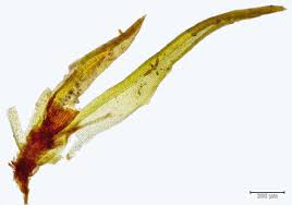 Attēlu rezultāti vaicājumam “Seligeria donniana”