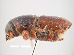 Attēlu rezultāti vaicājumam “Scolytus scolytus, Scolytus multistriatus”