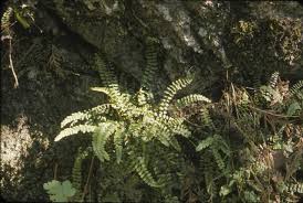 Attēlu rezultāti vaicājumam “Asplenium trichomanes”