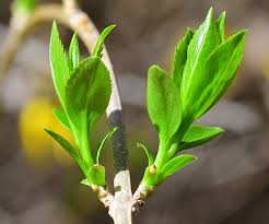 Attēlu rezultāti vaicājumam “Forsythia suspensa”