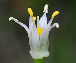 Attēlu rezultāti vaicājumam “Ornithogalum umbellatum flower”