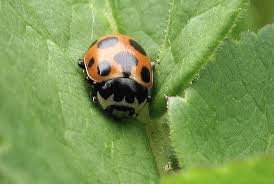 Attēlu rezultāti vaicājumam “Hippodamia notata”