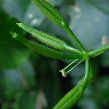 Attēlu rezultāti vaicājumam “Anthriscus sylvestris fruit”