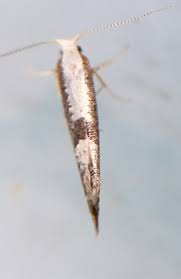 Attēlu rezultāti vaicājumam “Argyresthia spinosella”