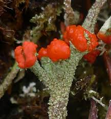Attēlu rezultāti vaicājumam “Cladonia floerkeana”