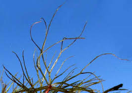 Attēlu rezultāti vaicājumam “Ceratophyllum submersum leaf”