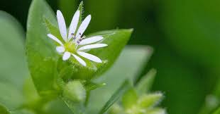 Attēlu rezultāti vaicājumam “Stellaria media bud”