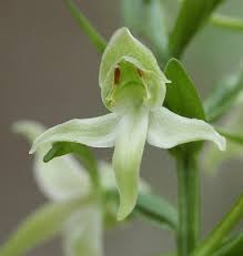 Attēlu rezultāti vaicājumam “Platanthera chlorantha”