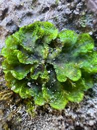 Attēlu rezultāti vaicājumam “Blasia pusilla”