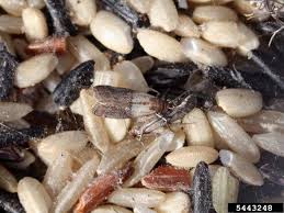 Attēlu rezultāti vaicājumam “Plodia interpunctella”