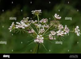 Attēlu rezultāti vaicājumam “Peucedanum oreoselinum flower”