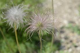Attēlu rezultāti vaicājumam “Pulsatilla pratensis fruit”