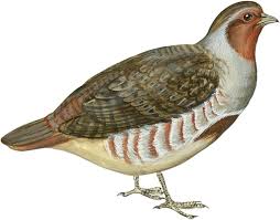 Attēlu rezultāti vaicājumam “Perdix perdix”