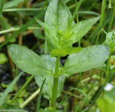 Attēlu rezultāti vaicājumam “Veronica anagallis-aquatica fruit”