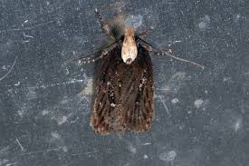 Attēlu rezultāti vaicājumam “Depressaria olerella imago”