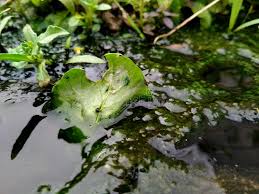 Attēlu rezultāti vaicājumam “Nostoc pruniforme”