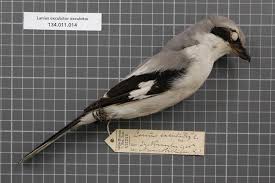 Attēlu rezultāti vaicājumam “Laniidae”