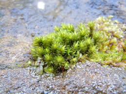 Attēlu rezultāti vaicājumam “Racomitrium heterostichum”