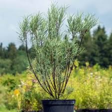 Attēlu rezultāti vaicājumam “Salix rosmarinifolia”