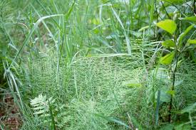 Attēlu rezultāti vaicājumam “Equisetum pratense”