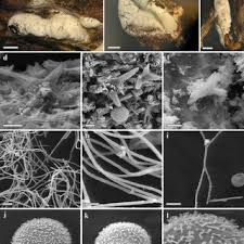Attēlu rezultāti vaicājumam “Lamproderma ovoideum macro”