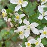 Attēlu rezultāti vaicājumam “Isopyrum thalictroides”