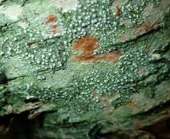 Attēlu rezultāti vaicājumam “Pertusaria amara”