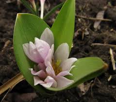 Attēlu rezultāti vaicājumam “Colchicum szovitsii subsp. szovitsii flower”