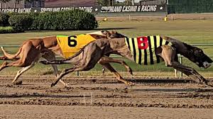 Image result for Reading Greyhound Track