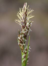 Attēlu rezultāti vaicājumam “Carex lasiocarpa male flower”