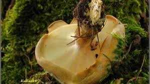 Attēlu rezultāti vaicājumam “Polyporus ciliatus”