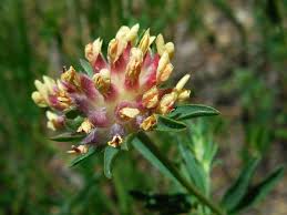 Image result for Anthyllis vulneraria