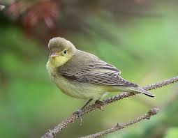 Attēlu rezultāti vaicājumam “Hippolais icterina adult”