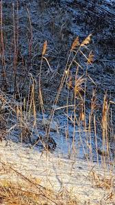 Attēlu rezultāti vaicājumam “Claustria didermoides”