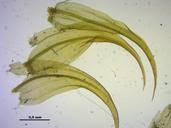 Attēlu rezultāti vaicājumam “Palustriella falcata”