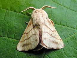 Attēlu rezultāti vaicājumam “Malacosoma castrensis male”