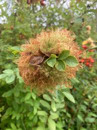 Attēlu rezultāti vaicājumam “Diplolepis rosae”