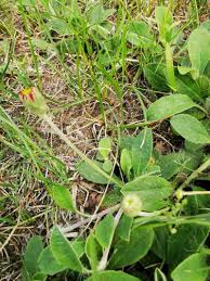 Attēlu rezultāti vaicājumam “Pilosella officinarum leaf”