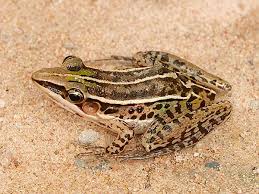 Attēlu rezultāti vaicājumam “Ranidae”