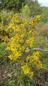 Attēlu rezultāti vaicājumam “Solidago virgaurea”