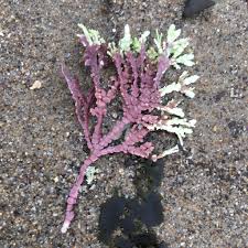 Attēlu rezultāti vaicājumam “Rhodophyta”